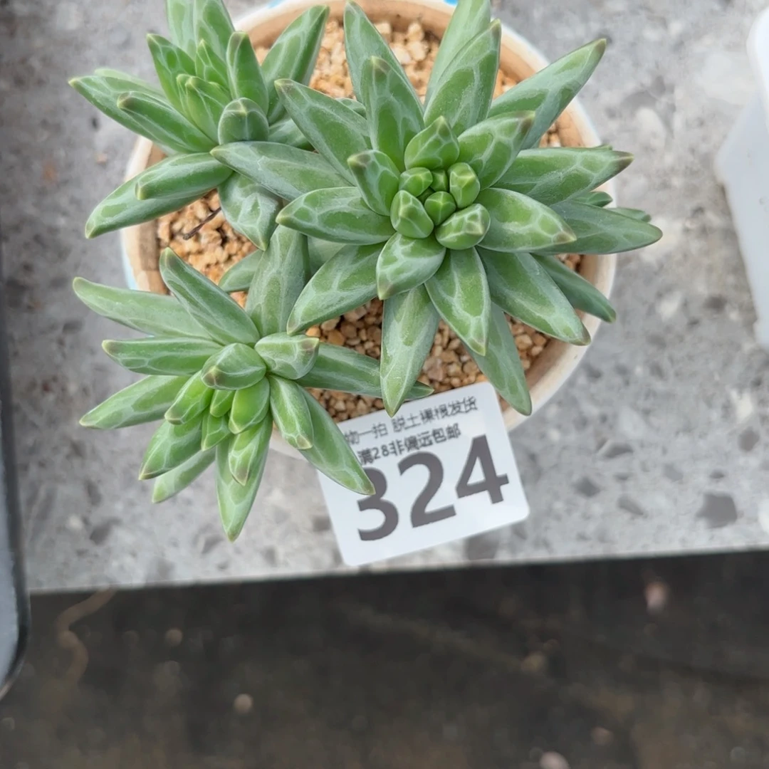 梵高老桩无盆土发货