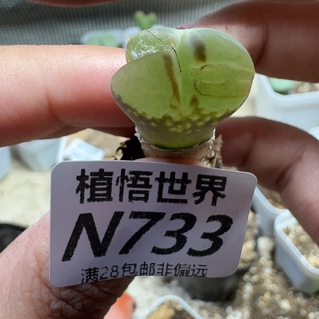 多肉植物的多汁多gh