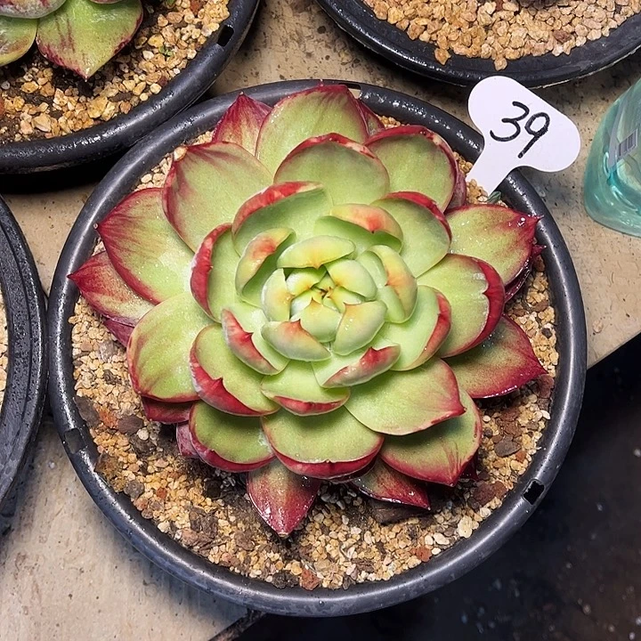 惊鸿仙子一物一拍，17厘米