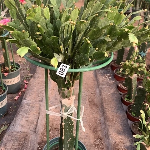 083嫁接蟹爪兰：海浪粉