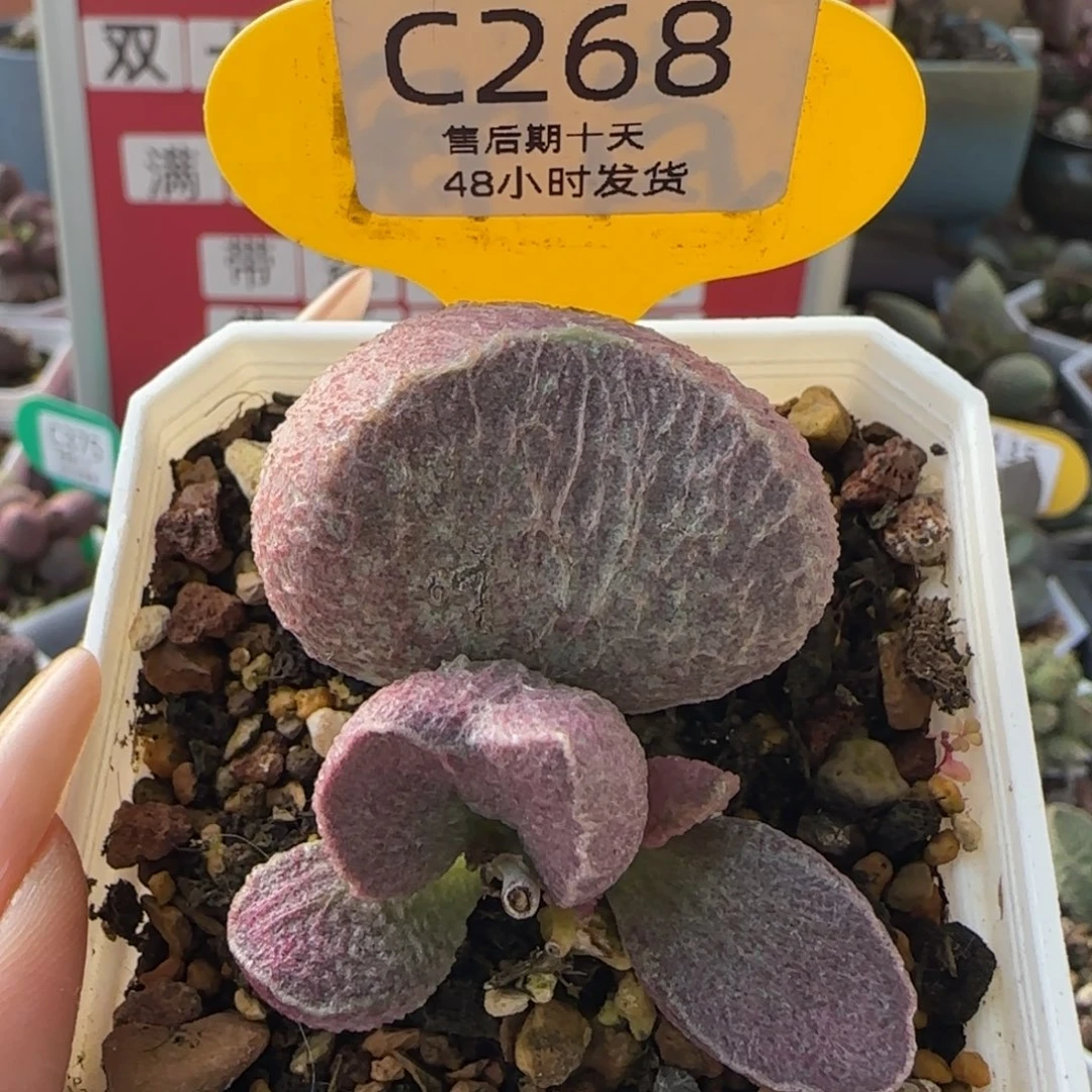 巨型哈默猪肝。   268。