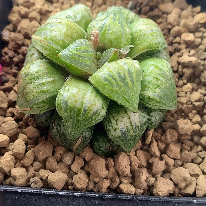 绿狸一物一拍带盆