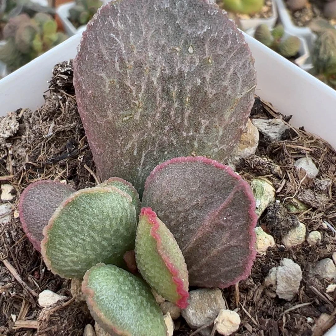 粉色系实生新品大苗多肉植物