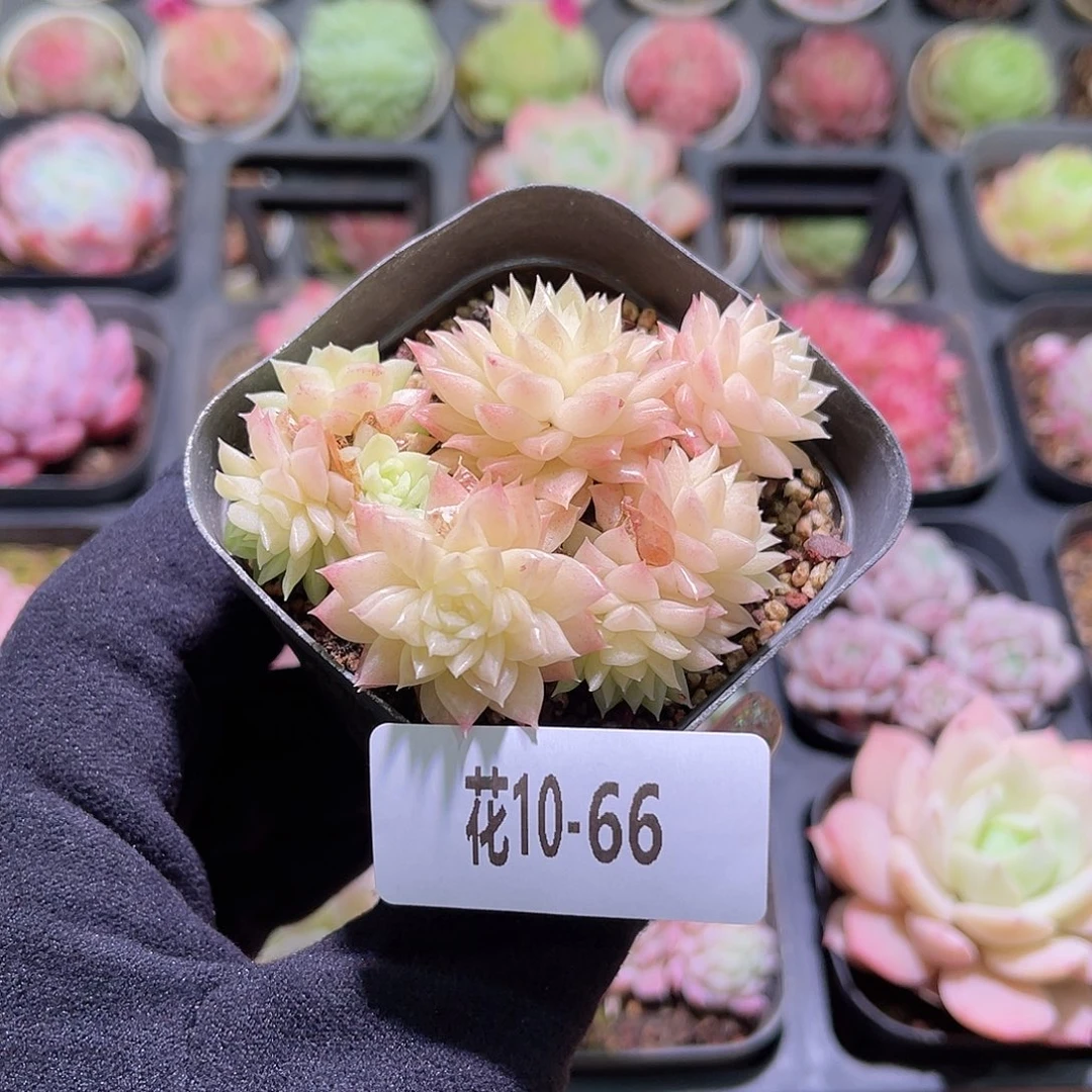 花利美10-66麦秆群