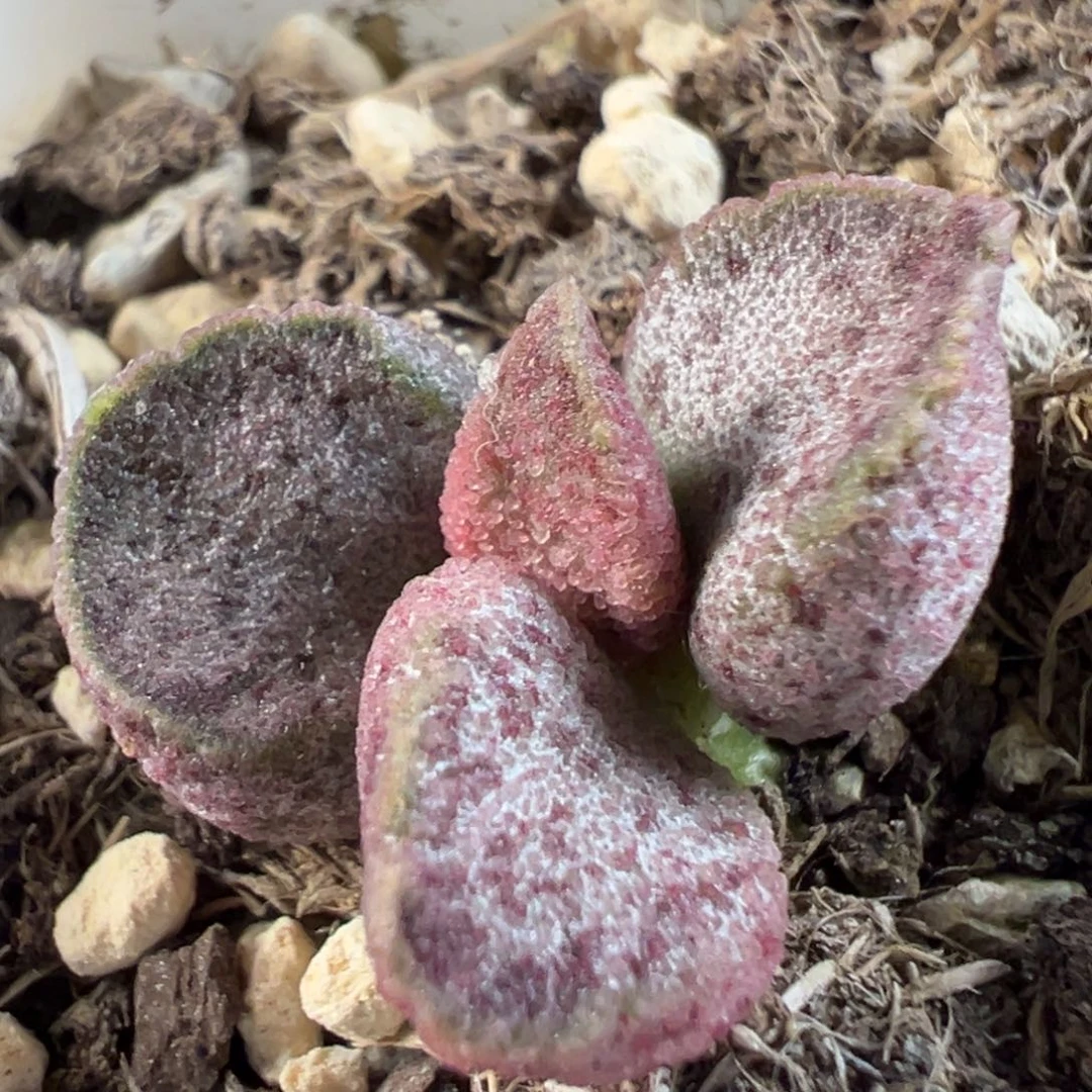 茶 银霜血斑款实生