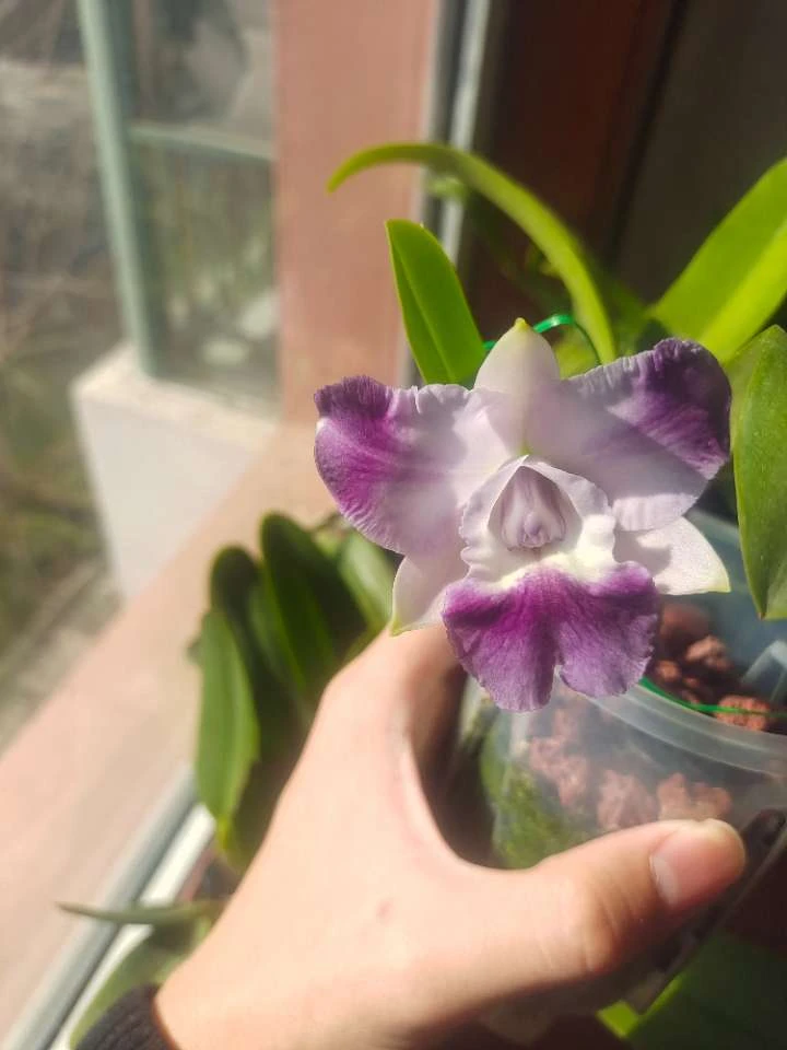 原生种紫罗兰卡特兰