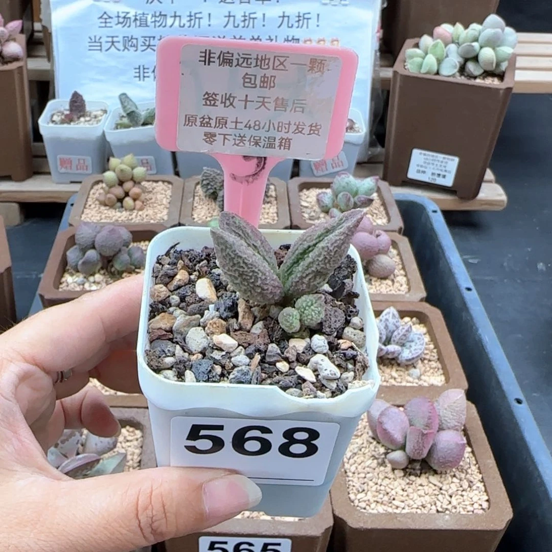 568龙珠多肉植物