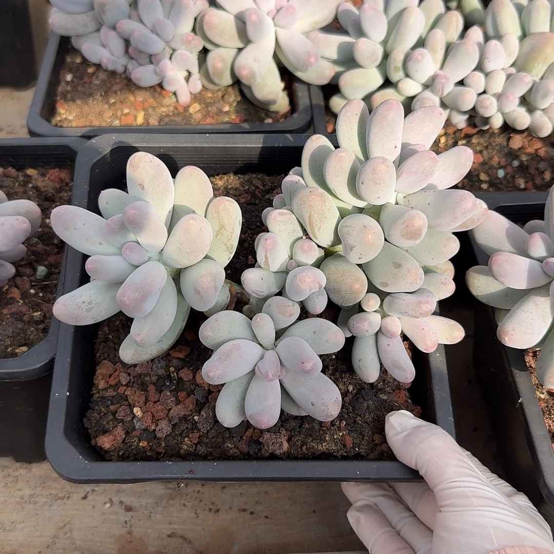 米可奶整无砍群生多肉