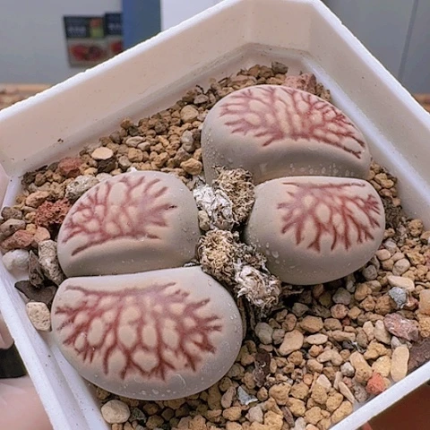 2396菊纹章菊花纹母本双头带盆