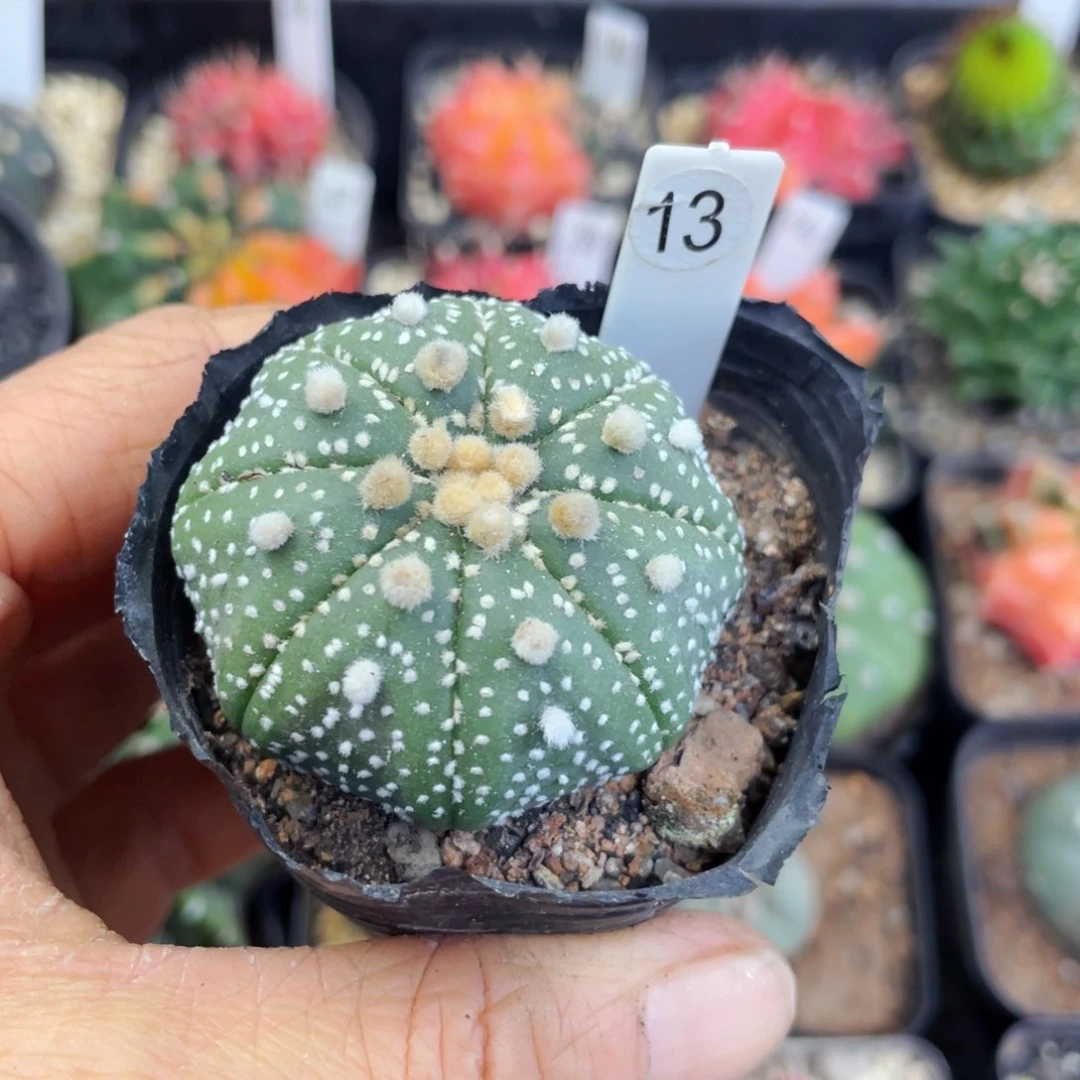 盆5公分满25包邮裸根发货