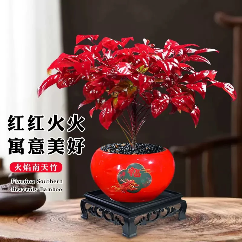 火焰南天竹桌面盆栽办公室客厅好养耐寒年宵活植物红龙福盆