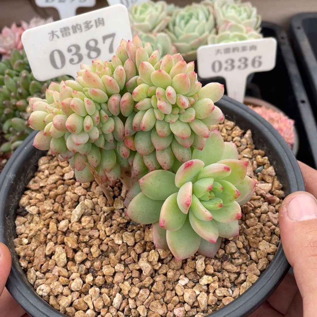 0387不认识不带盆10厘米