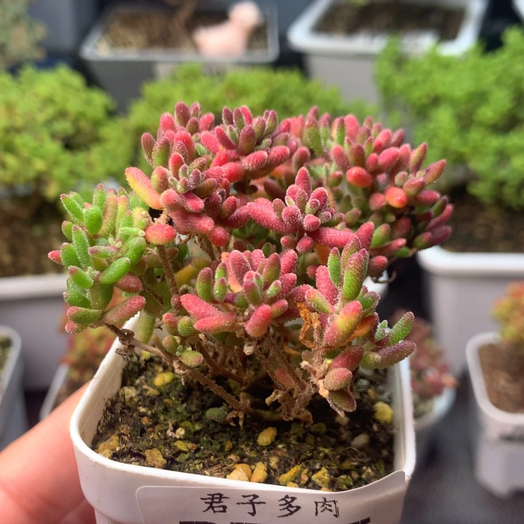 735红麒麟。