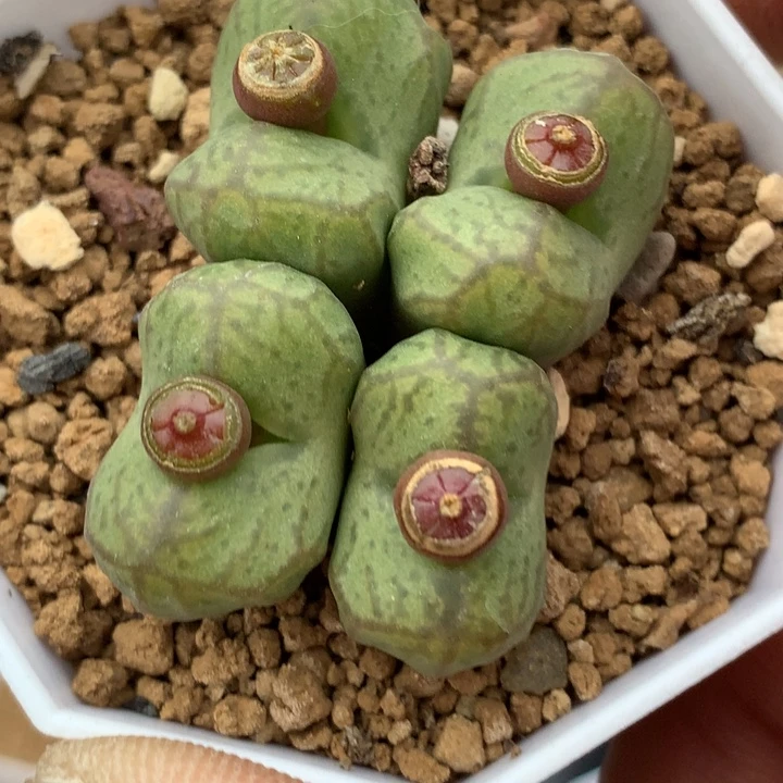 精品多肉植物精品杂交