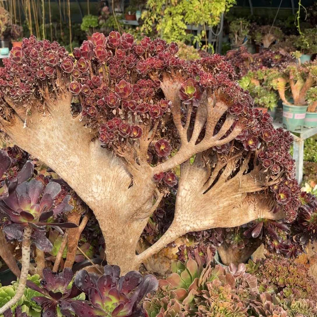 红陶哈哈哈哈哈哈哈