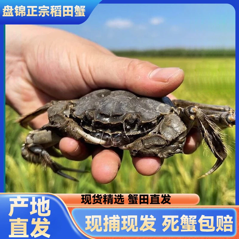 【母活蟹】盘锦河蟹正宗稻田螃蟹0.9-1.2两3斤27-31只顺丰冷链直达