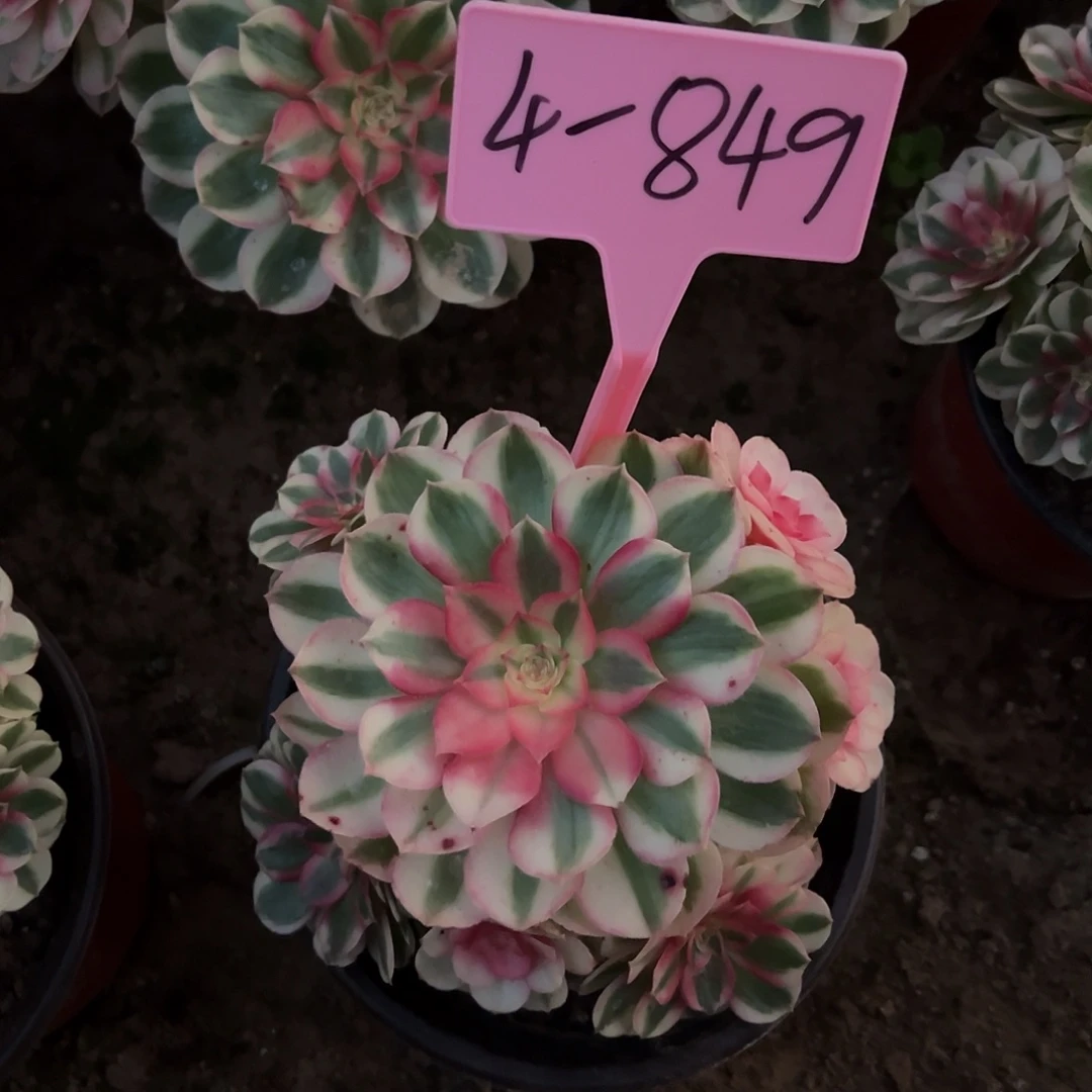 4-849倾城多肉法师