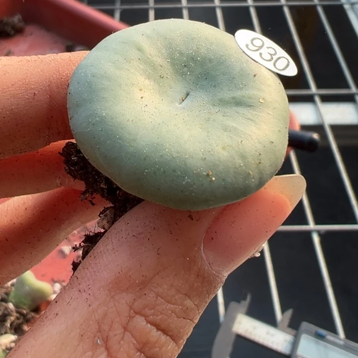 2.9厘米930号满30包邮