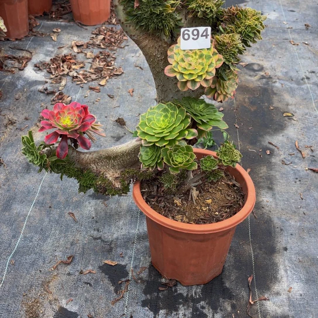 毛***格多肉植物原始绿缀嫁接694