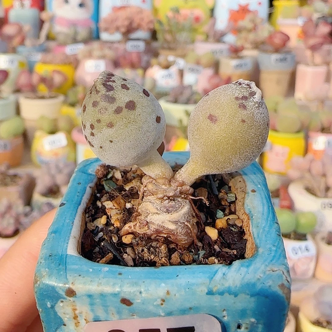 T双色海豹盆口3.5cm