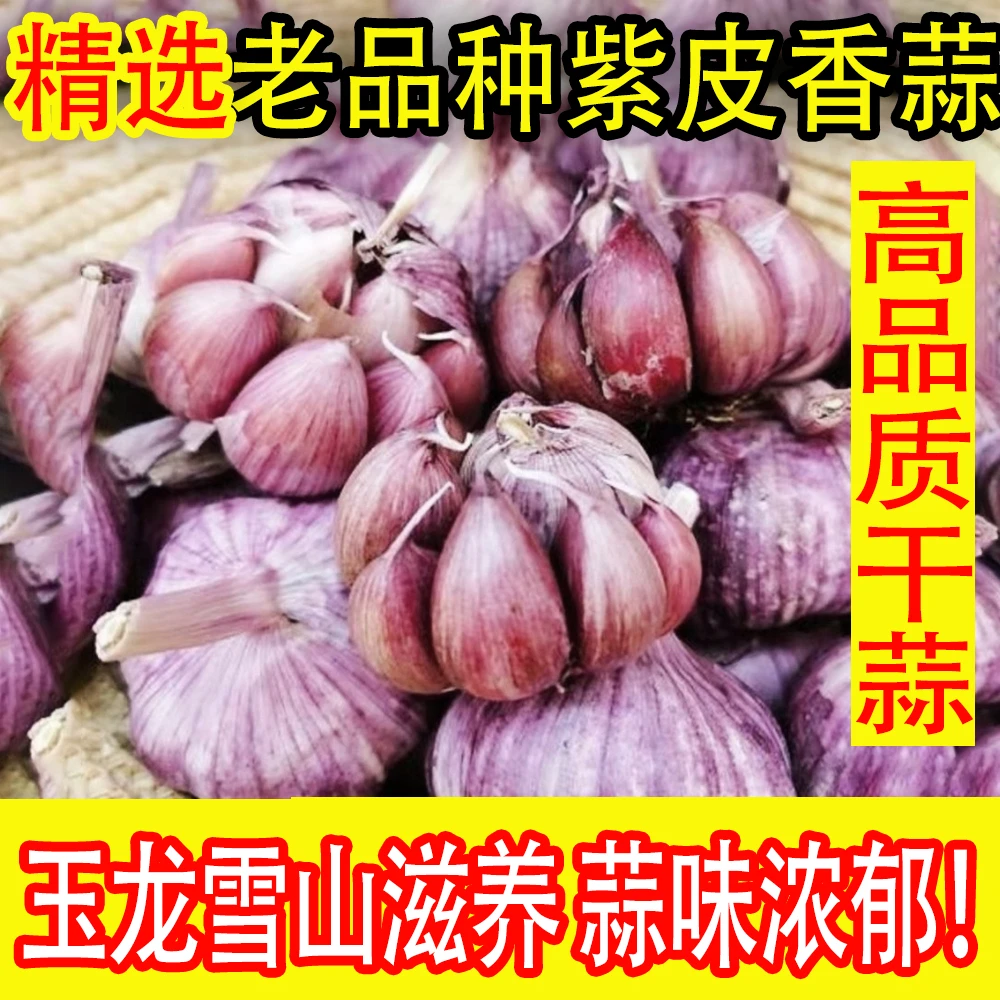 云南正宗紫皮大蒜纯干蒜2025年新晒多瓣蒜老品种香辣饱满个大包邮