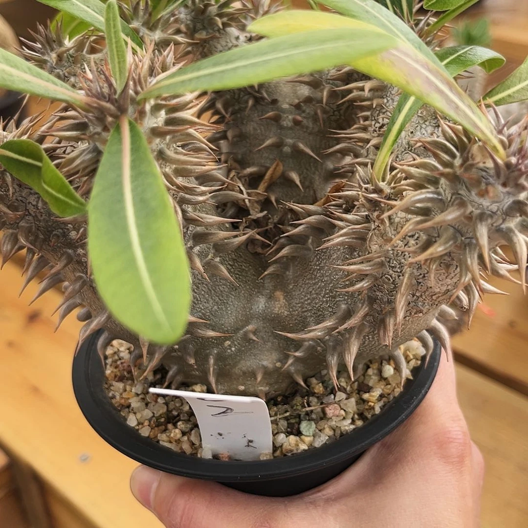 潮流植物狂刺三头黑皮大黑