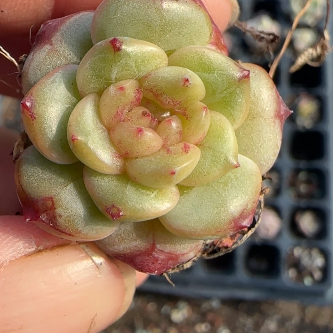 多肉小卡拉米糖心一物一拍