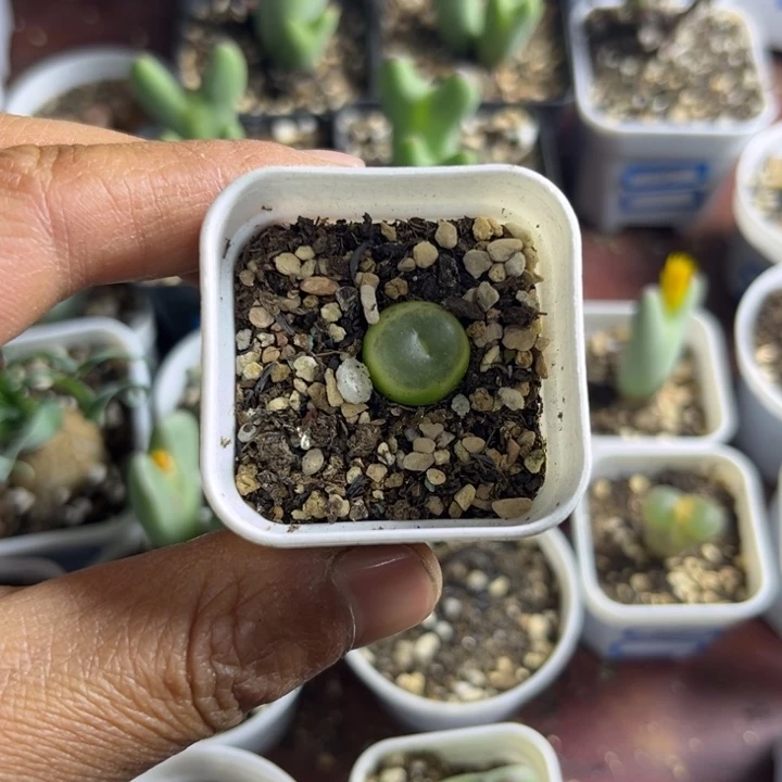 拉登可爱多肉植物024