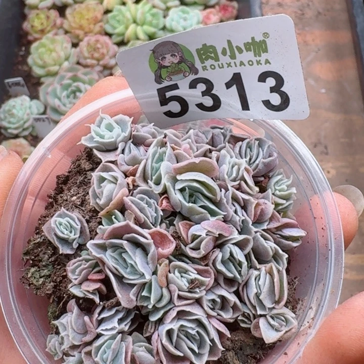 多肉植物多肉植物
