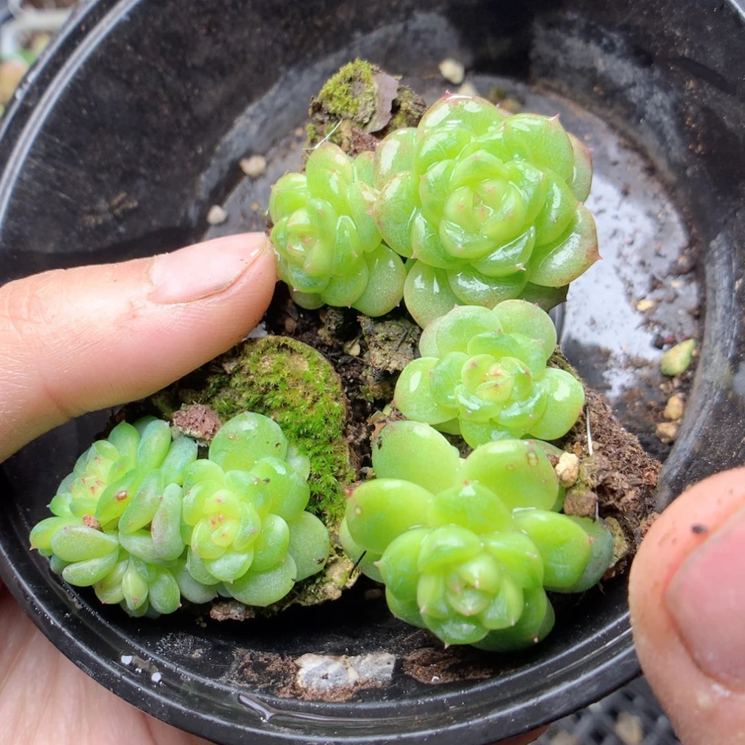 无花朵X37yyyttyyt