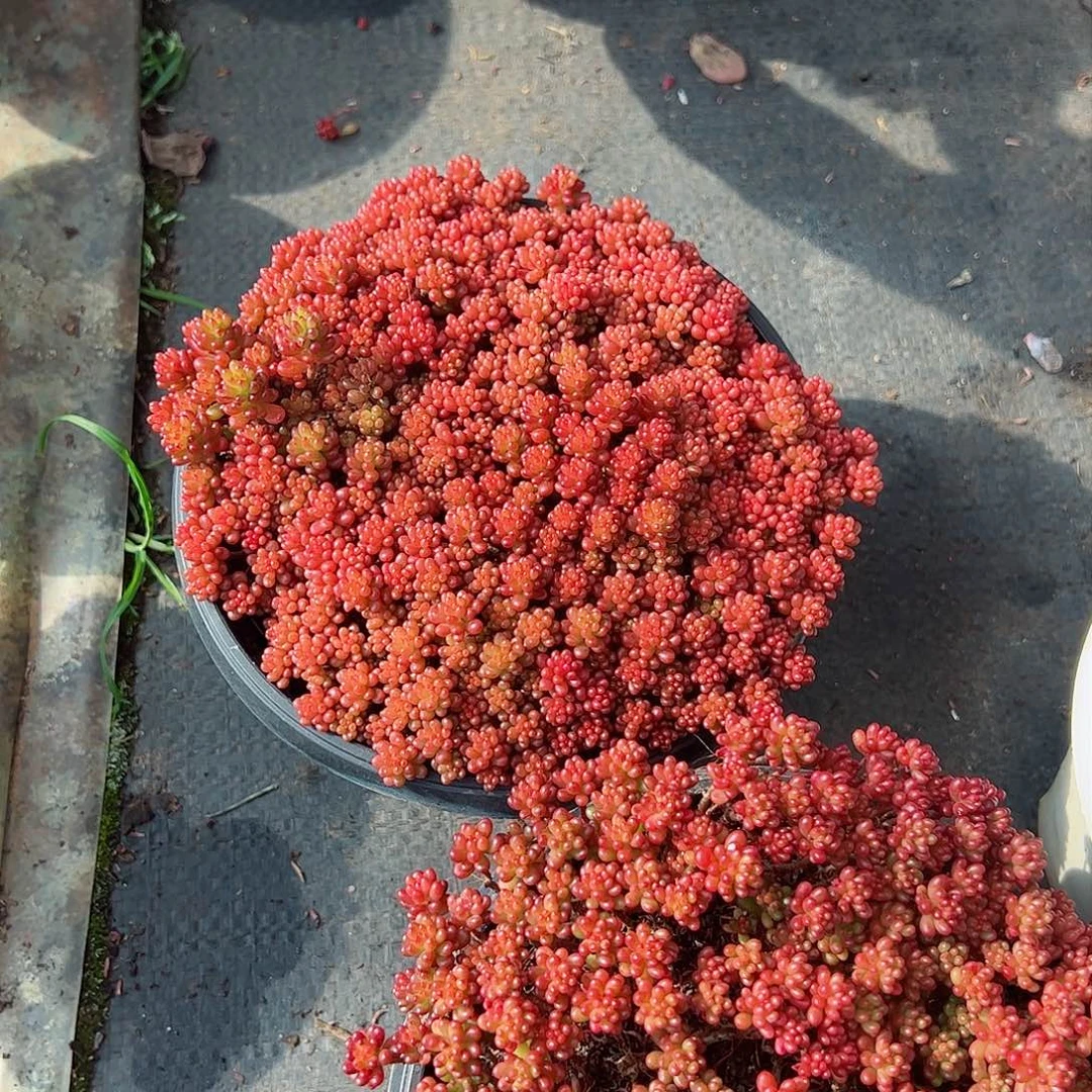红浆果带盆土大盆