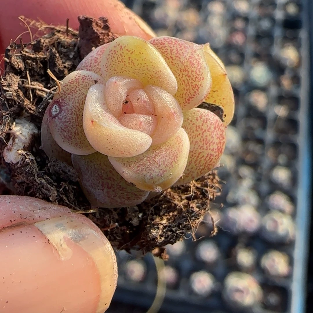 多肉小卡拉米糖心一物一拍