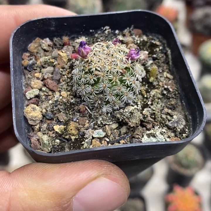 实生克氏丸特价福利