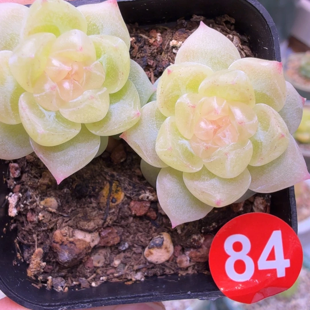 84号双头财富88888一物一拍