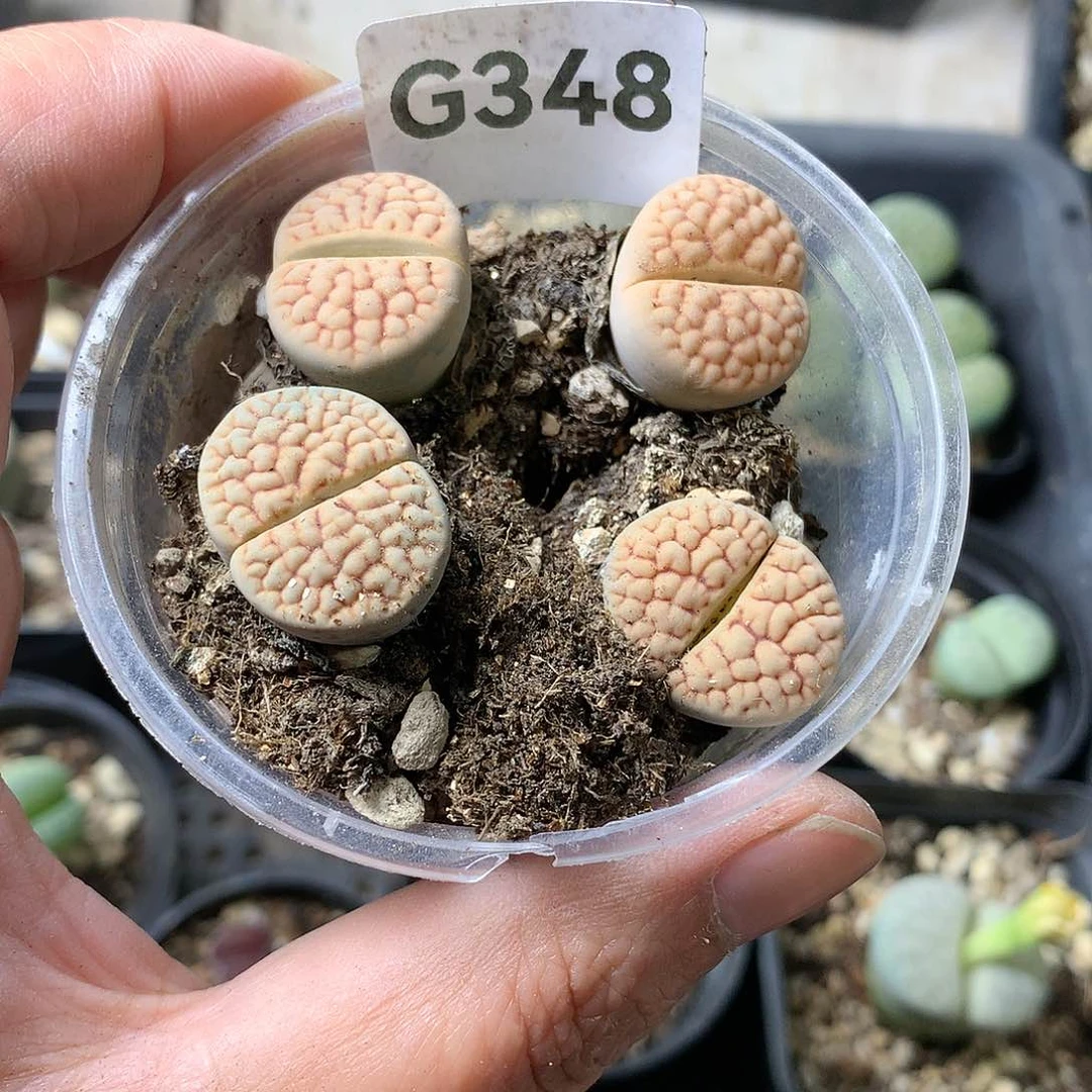 G348多肉植物保护