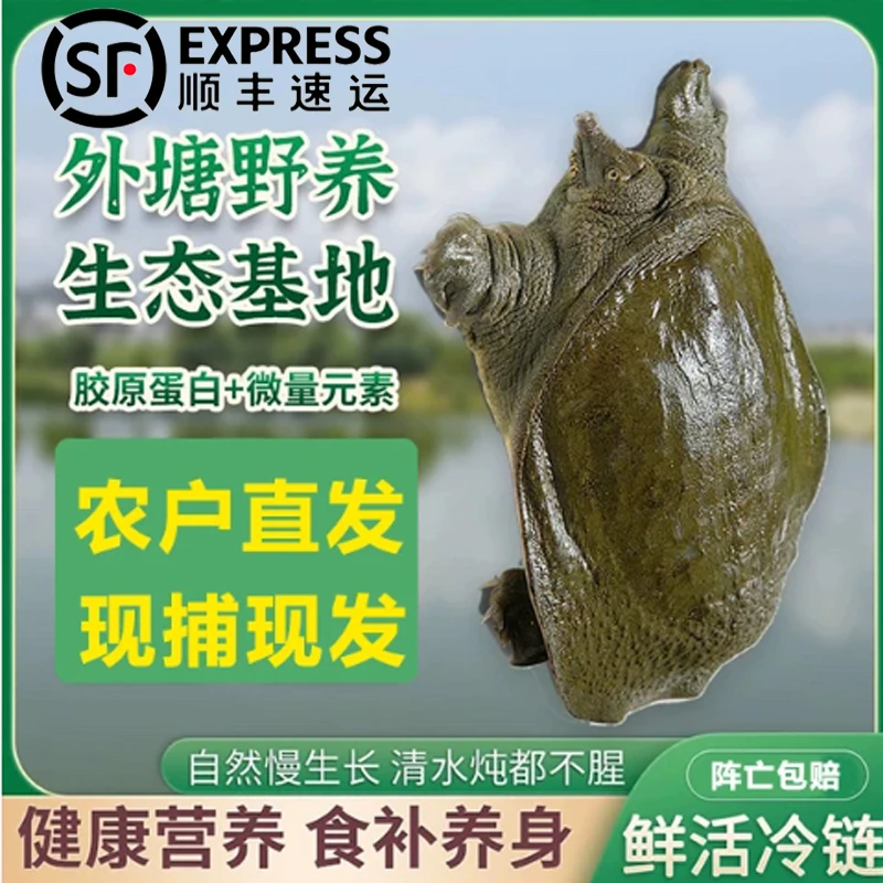 生态公甲鱼【2只装】到手4-4.5斤 外塘散养公甲鱼 鲜活 顺丰包邮