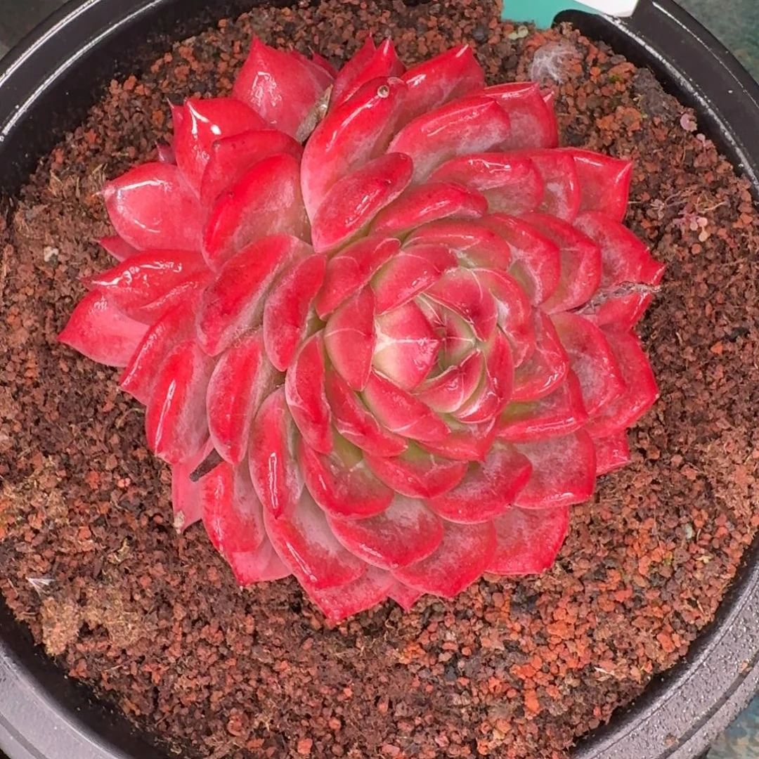 从前慢多肉精选编号1116-248