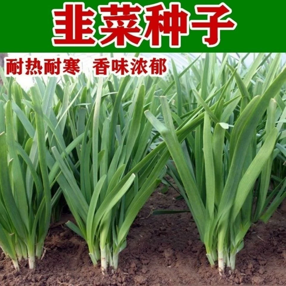 103吉祥宽马莲韭菜籽叶扁平宽植株健壮纤维少味浓品质好