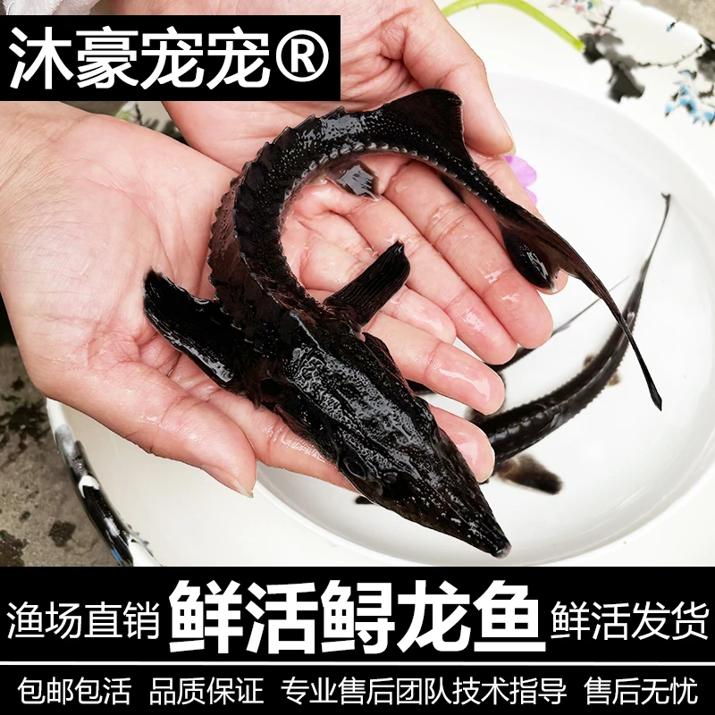 沐豪宠宠好养活【运营推荐】水族观赏鱼食用鲟龙鱼淡水冷水鱼尖嘴鲟