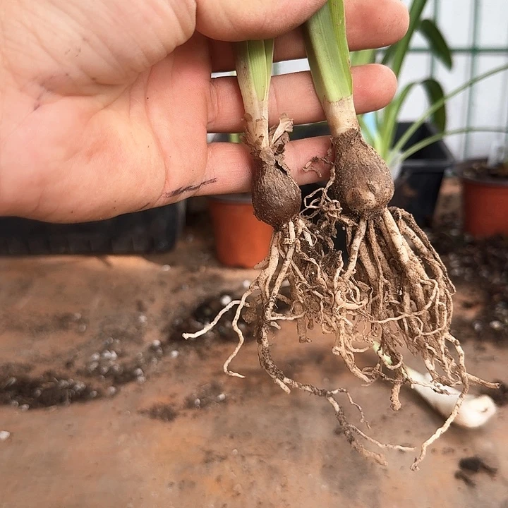 1***1富士山朱顶红2棵一物一拍