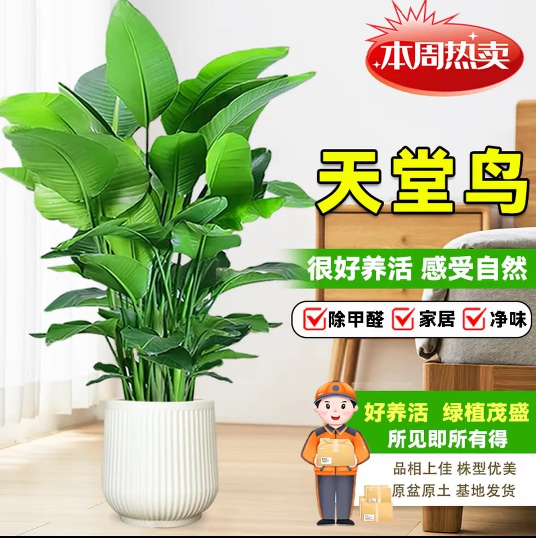 【1.1-1.3米大天堂鸟】顺丰/京东包邮室内绿植净化空气四季常青好养