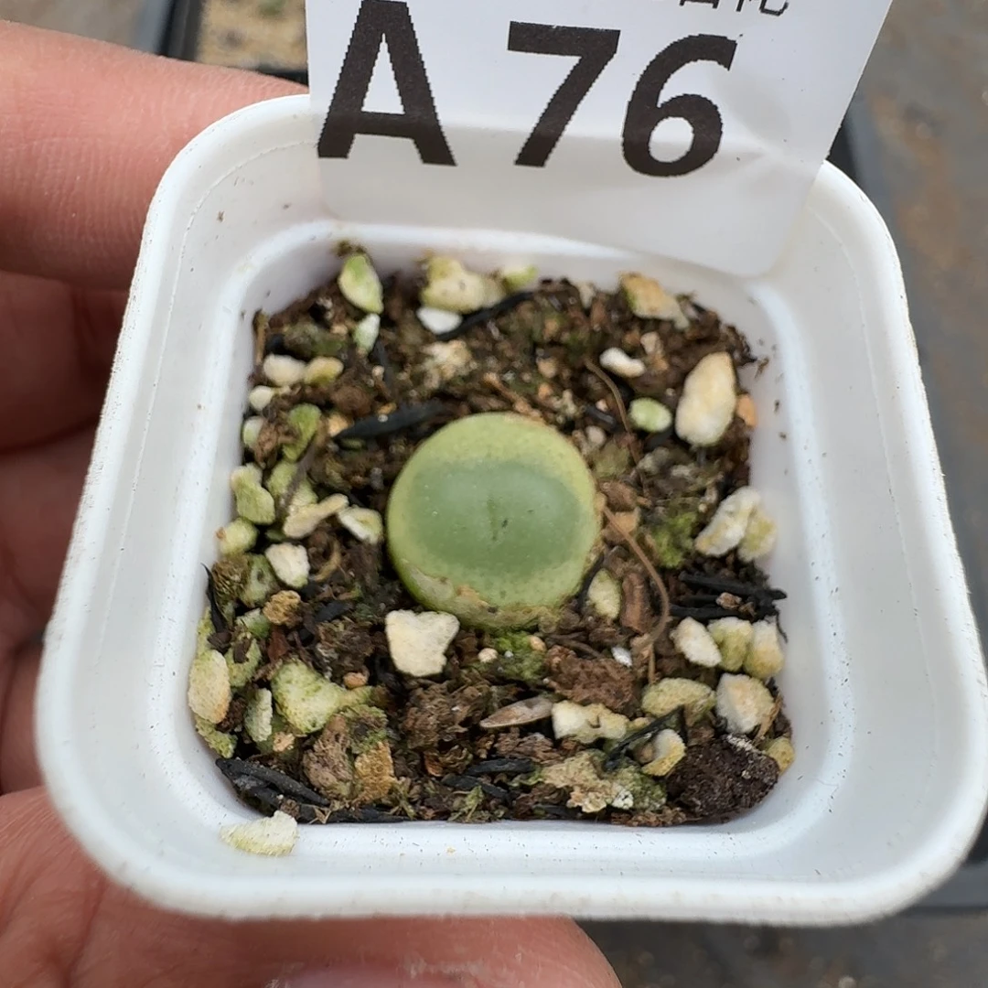 76多肉植物多肉植物
