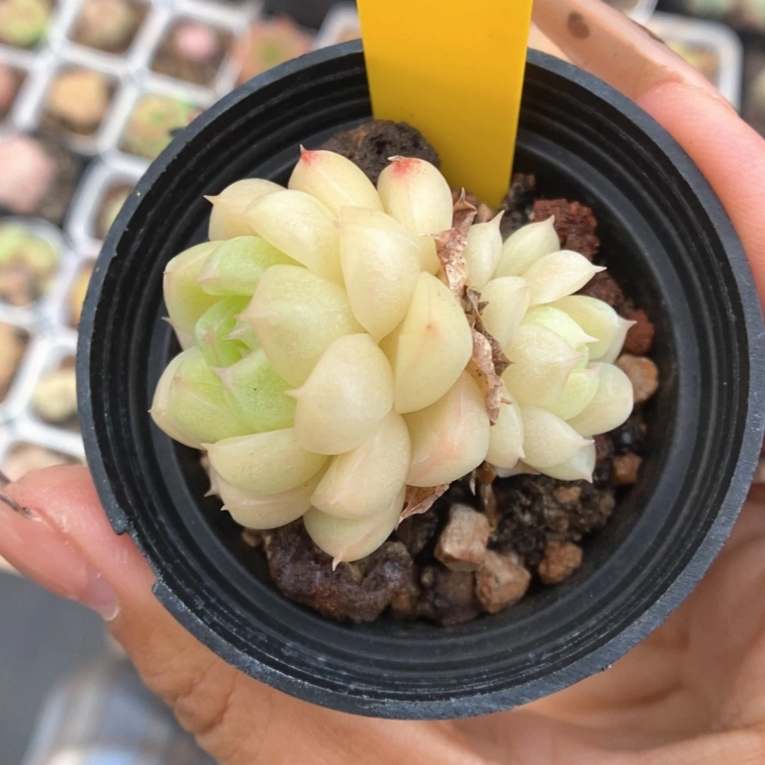 h***）麦秆3631号。