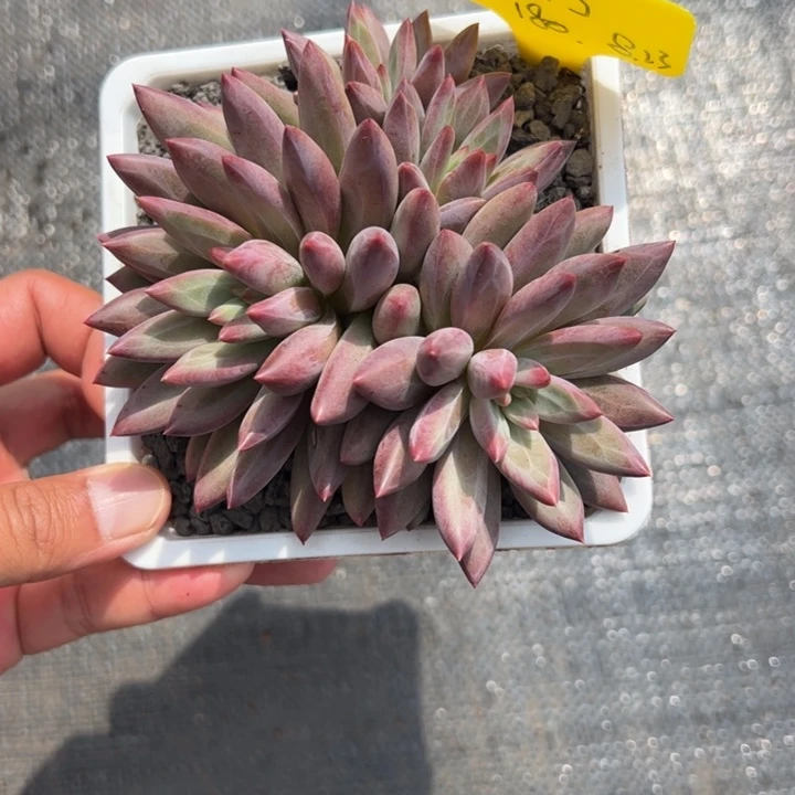 张张精品多肉虞美人油腻了