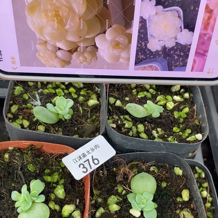 标376奶油财富c33一个多肉
