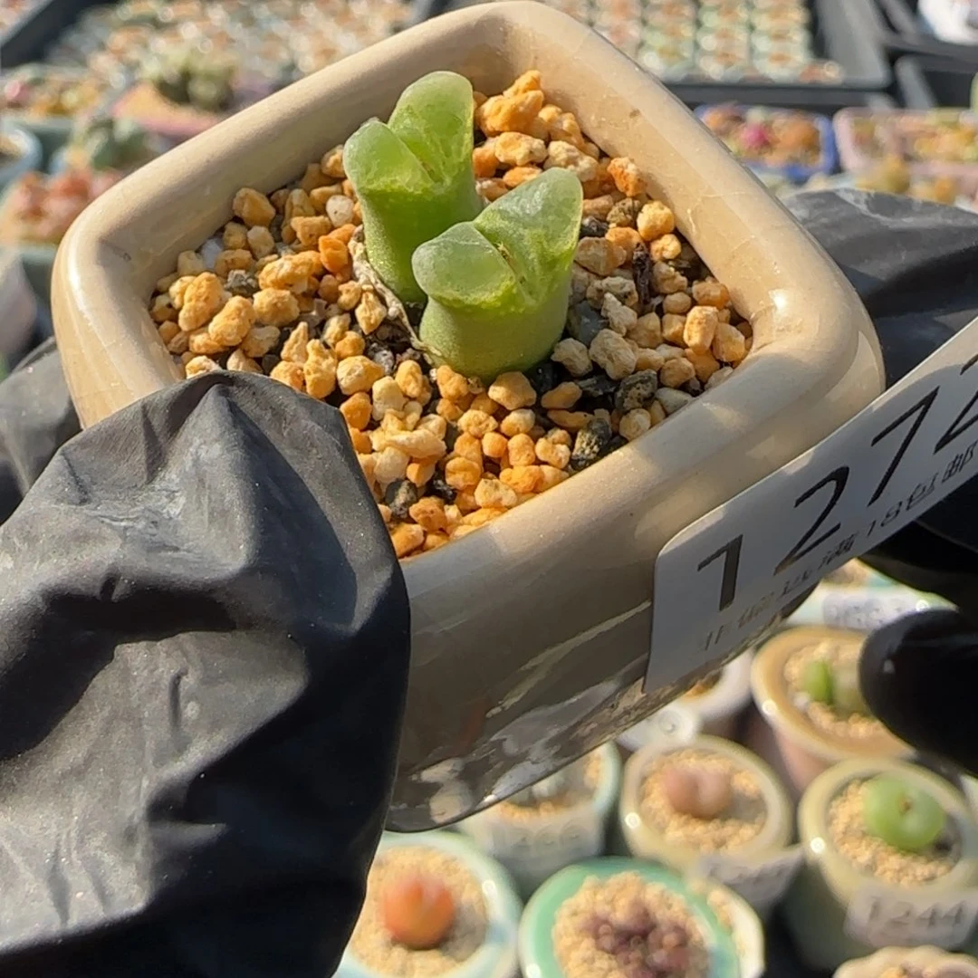 1272--一物一拍 带盆 奶瓶