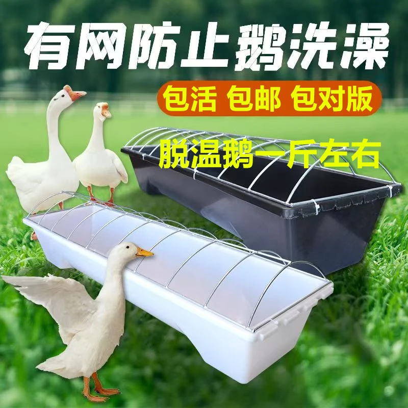 三花浦三大种鹅饮水槽