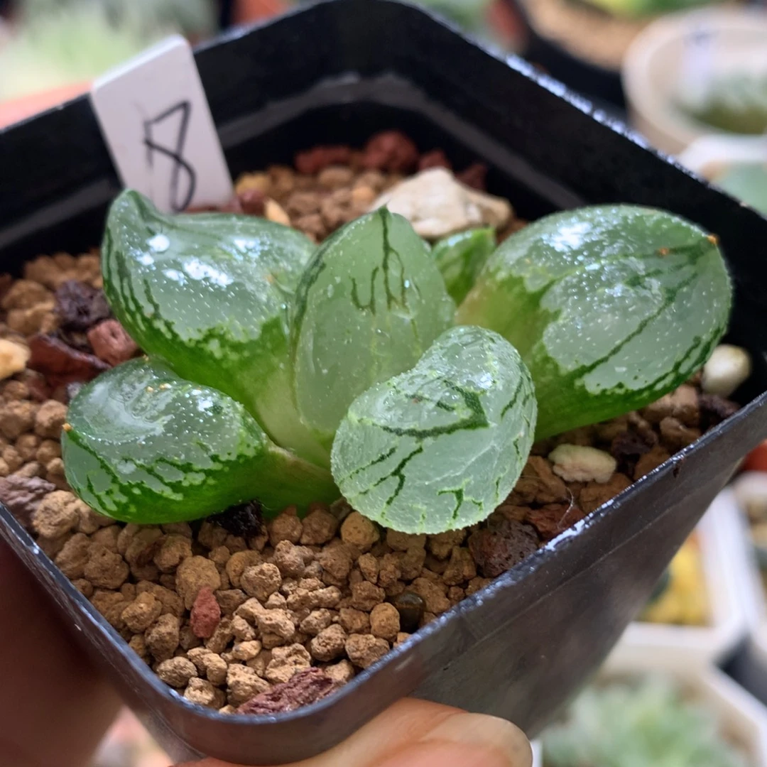 全窗虞美人，带盆一起