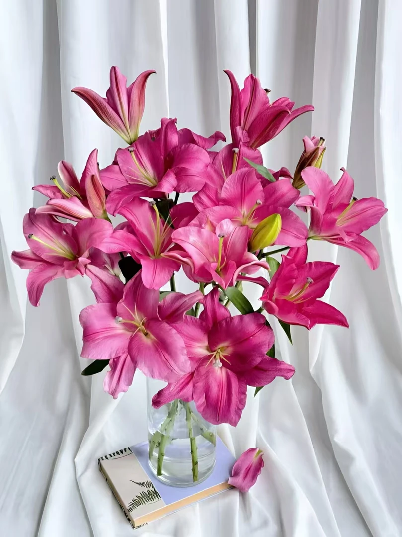 【云舍花卉】【护卫舰】单瓣百合 全场任意满两单及以上鲜花包邮