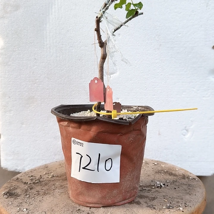 路***道无花朵油潘葫芦7210